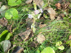 Petasites pyrenaicus