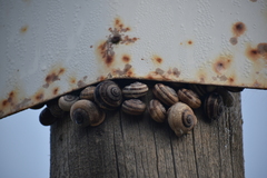Otala punctata