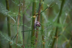 Otala lactea