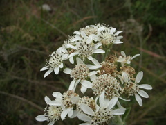 Verbesina sordescens