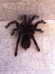 Acanthoscurria paulensis