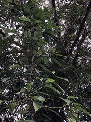 Rhaphidophora hongkongensis