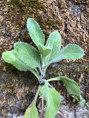 Eschenbachia japonica