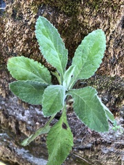 Eschenbachia japonica