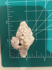 Chicoreus florifer