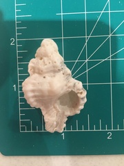 Chicoreus florifer
