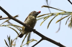 Pogoniulus scolopaceus