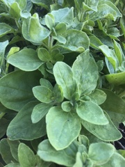 Origanum