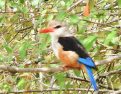 Halcyon leucocephala