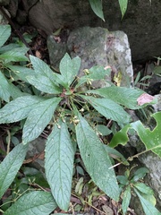 Rhynchotechum discolor