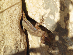 Darevskia mixta