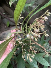 Rhynchotechum discolor