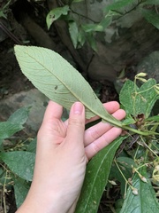 Rhynchotechum discolor