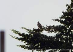 Buteo platypterus