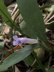 Strobilanthes longispicatus