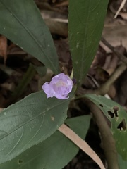Strobilanthes longispicatus