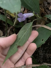 Strobilanthes longispicatus