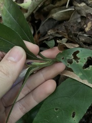 Strobilanthes longispicatus