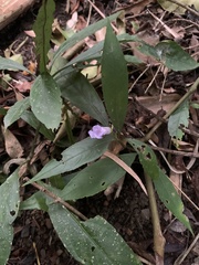 Strobilanthes longispicatus