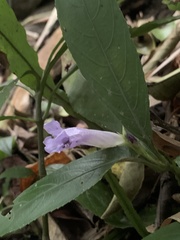 Strobilanthes longispicatus