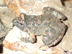 Limnonectes gyldenstolpei