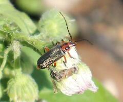 Atalantycha bilineata