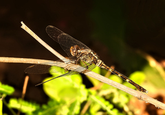 Trithemis arteriosa