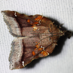 Clydonopteron sacculana