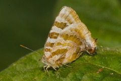 Arawacus ellida