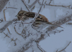 Emberiza