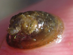 Ancylus striatus