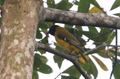 Oriolus brachyrynchus