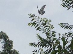 Idea lynceus lynceus