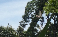 Idea lynceus lynceus