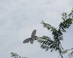 Idea lynceus lynceus
