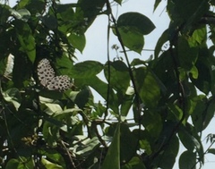 Idea lynceus lynceus