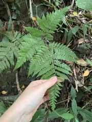 Ctenitis subglandulosa