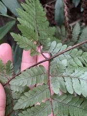 Ctenitis subglandulosa