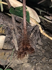 Ctenitis subglandulosa