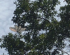 Idea lynceus lynceus
