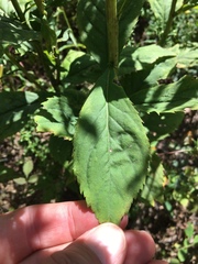 Solidago flaccidifolia