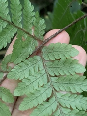 Ctenitis subglandulosa