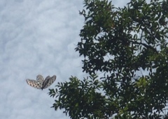 Idea lynceus lynceus