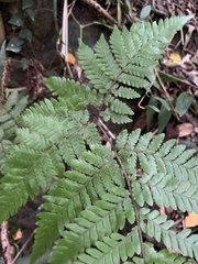 Ctenitis subglandulosa