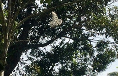 Idea lynceus lynceus