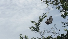 Idea lynceus lynceus