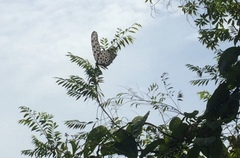 Idea lynceus lynceus