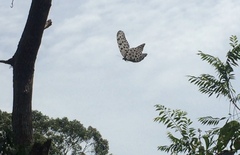 Idea lynceus lynceus