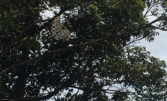 Idea lynceus lynceus