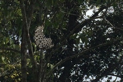 Idea lynceus lynceus